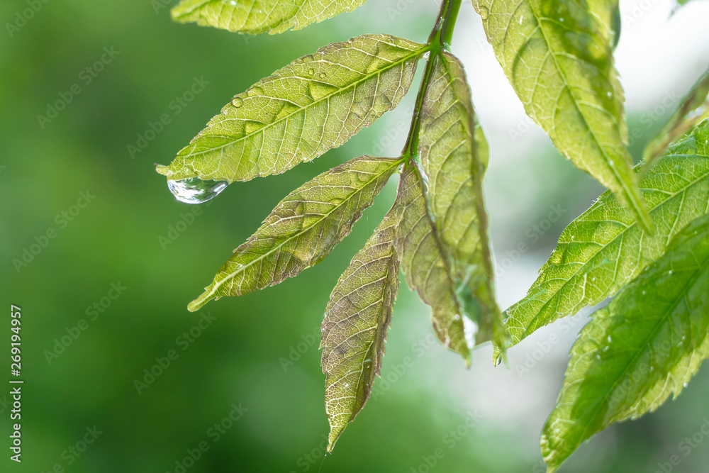 Green leaf with raindrops in the summer in nature develops in the wind Green leaf with raindrops in the summer in nature develops in the wind