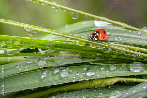 Ladybug on grass in summer in the field close-up © Karnav