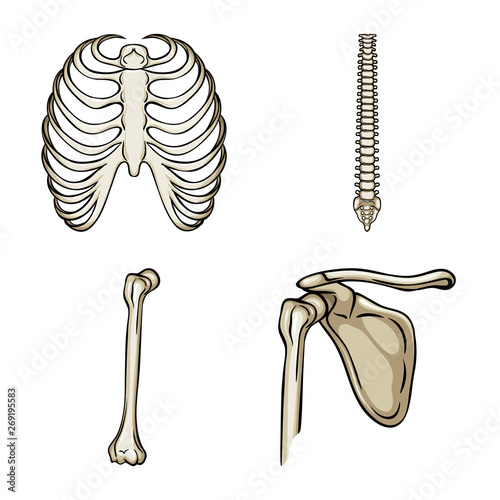 Isolated object of bone and skeleton icon. Collection of bone and human stock vector illustration.