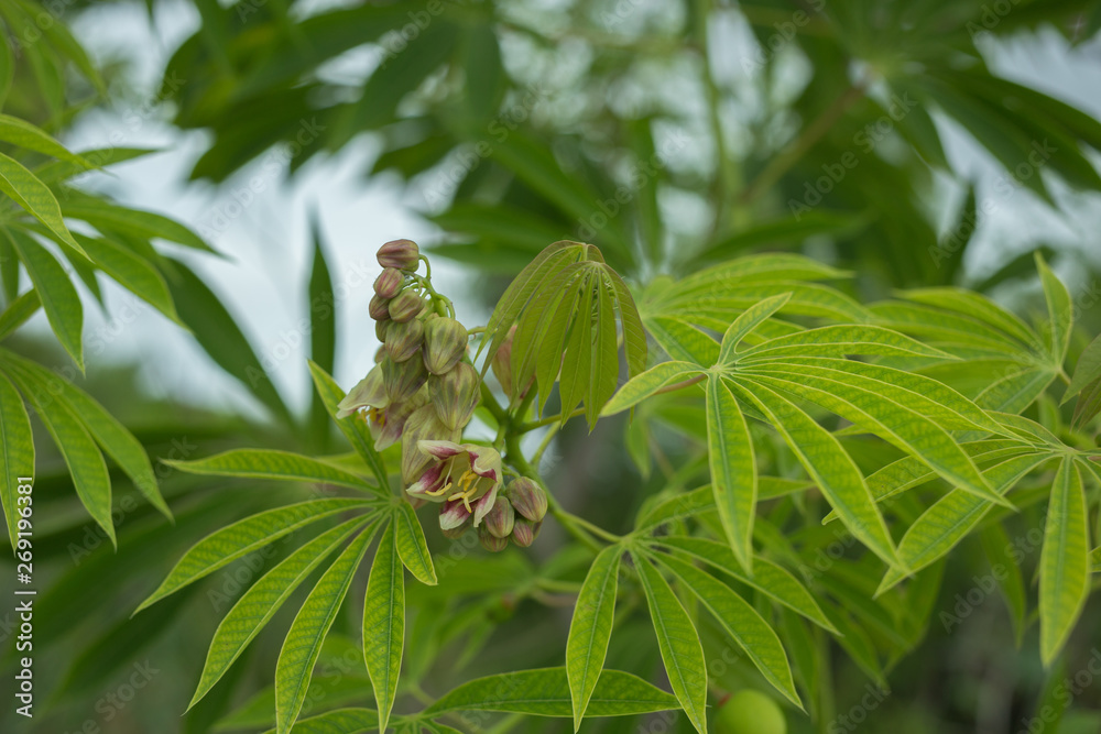 The tree cassava used a source of rubber also known as Manihot glaziovii. Flowers casava The tree cassava used a source of rubber also known as Manihot glaziovii. Flowers casava