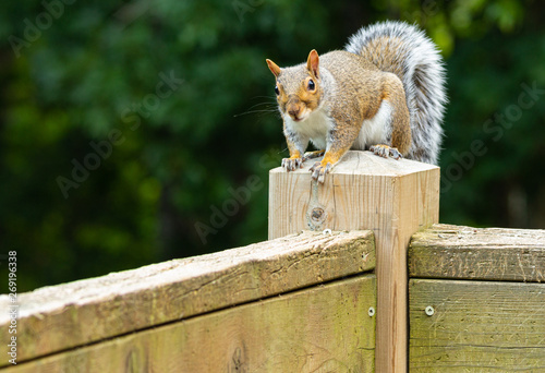 grey squirrel perched on the post of a weathered wooden deck against a dark green foliage background.
