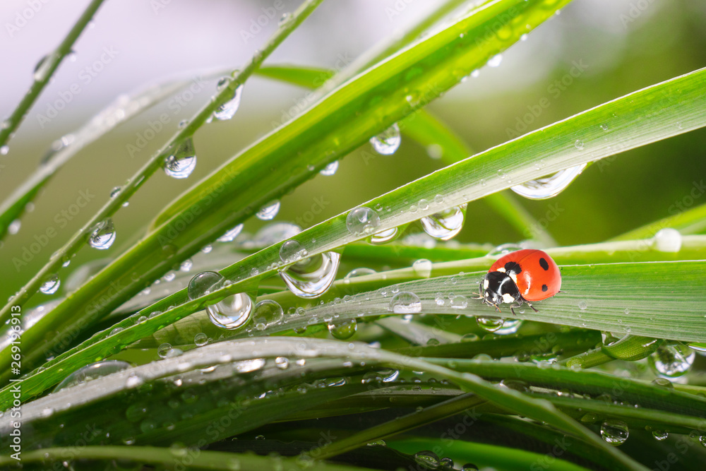 Ladybug on grass in summer in the field close-up Ladybug on grass in summer in the field close-up