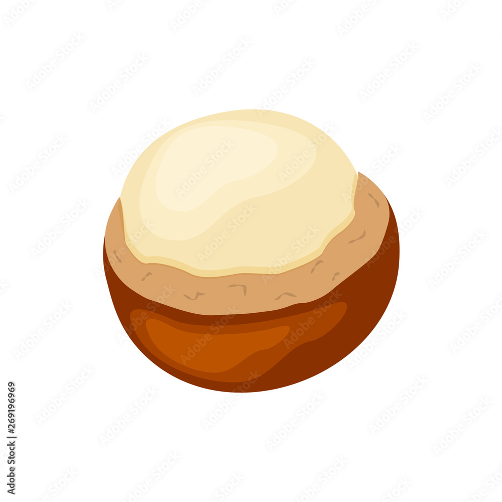 half macadamia nuts vector illustration isolated on white background. Nut vector half macadamia nuts vector illustration isolated on white background. Nut vector