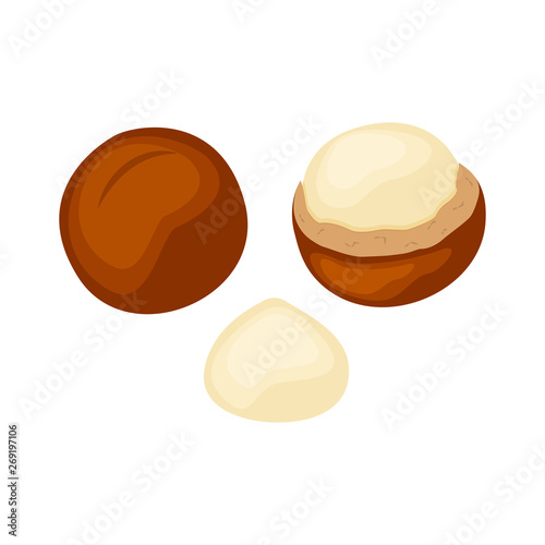 Set  of whole and half macadamia nuts vector illustration isolated on white background. Nuts vector