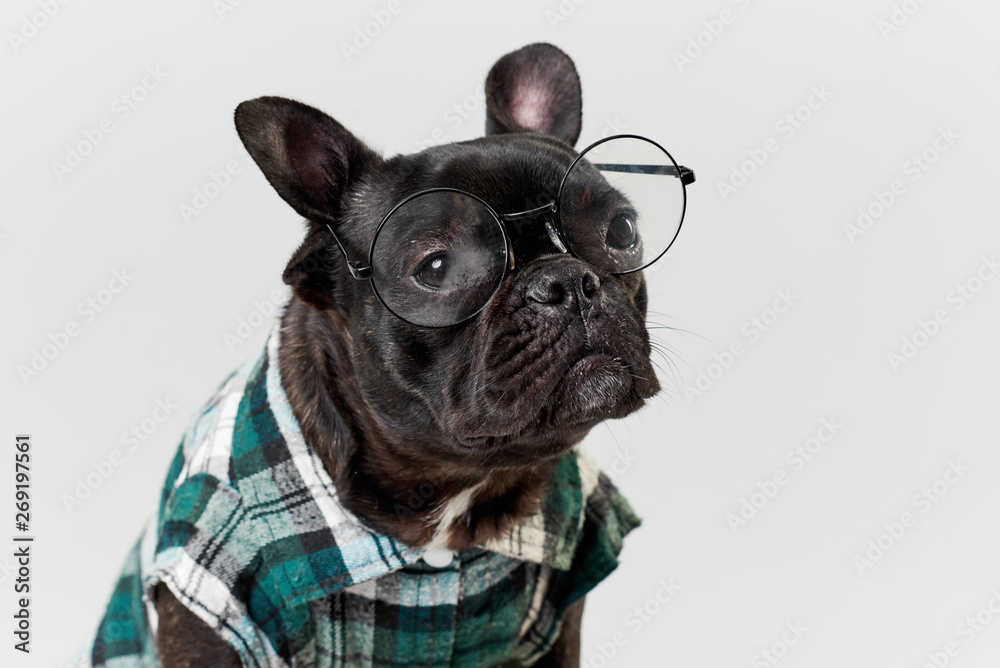 are french bulldogs smart dogs