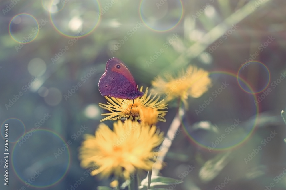 Butterfly on yellow flower,  purple butterfly colecting polen and nectar - beautiful nature in spring