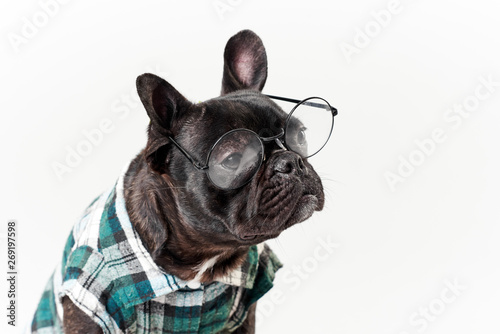 Smart dog. French bulldog in glasses and shirt, very smart and clever. Isolated on white background. Education concept © oes