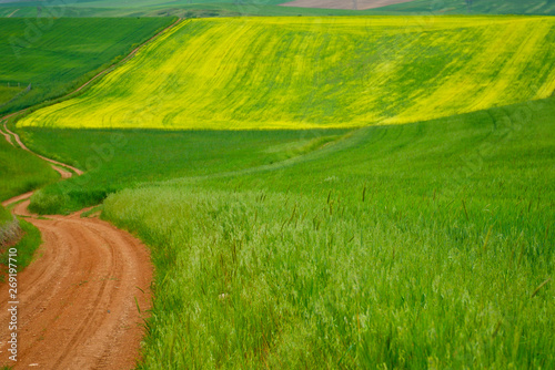 red dirt road stretching between yellow and green fields