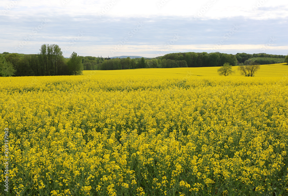 Yellow Canola Fields in Minden,Germany
