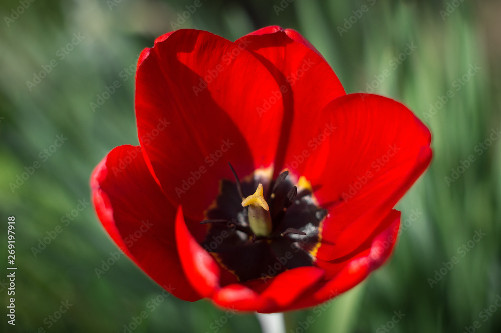 Tulip close up, beautiful red petals Tulip close up, beautiful red petals