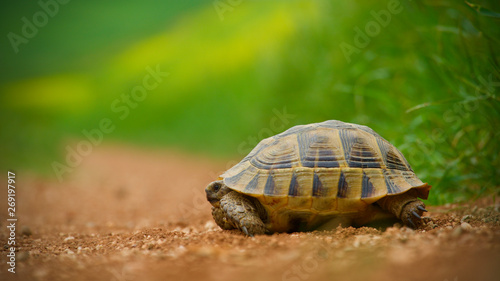 red soil and green grass  baby turtle © Vahit Telli