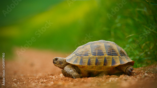 Cuadro en lienzo red soil and green grass; baby turtle