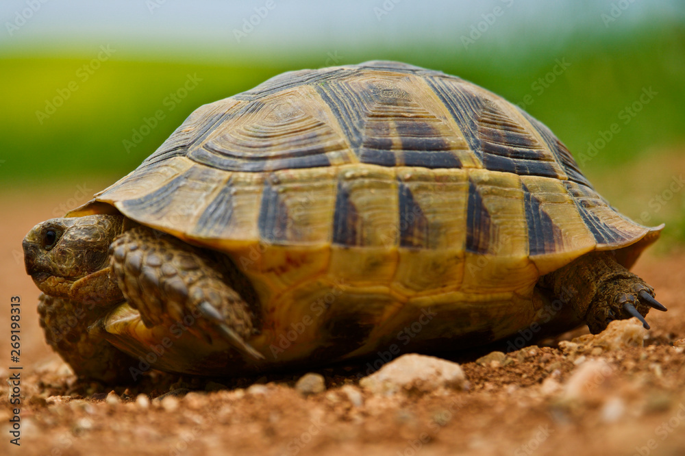 Obraz premium red soil and green grass; baby turtle