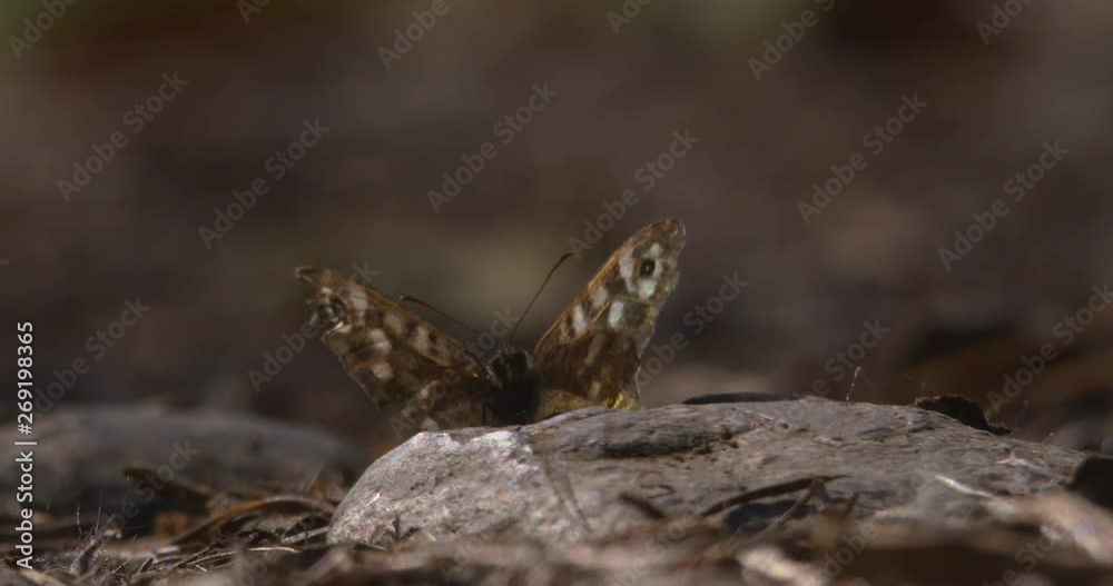 Speckled Wood butterfly wings spread autumn forest colours Speckled Wood butterfly wings spread autumn forest colours