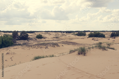 Sand dunes, dry grass and a small bush, white clouds on the blue sky on the horizon .