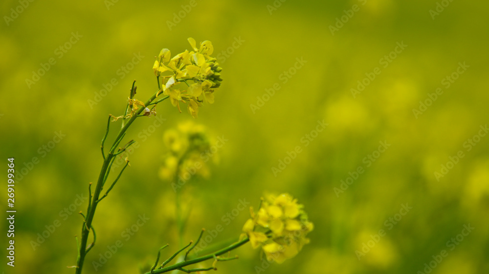 Obraz premium yellow flowering crop that blooms in the fields in spring