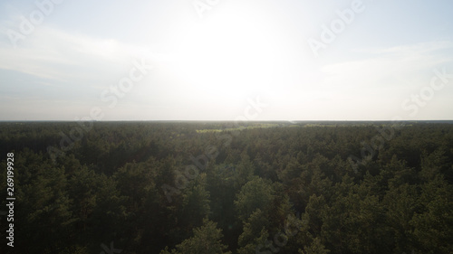 View from the height of the green forest and the road