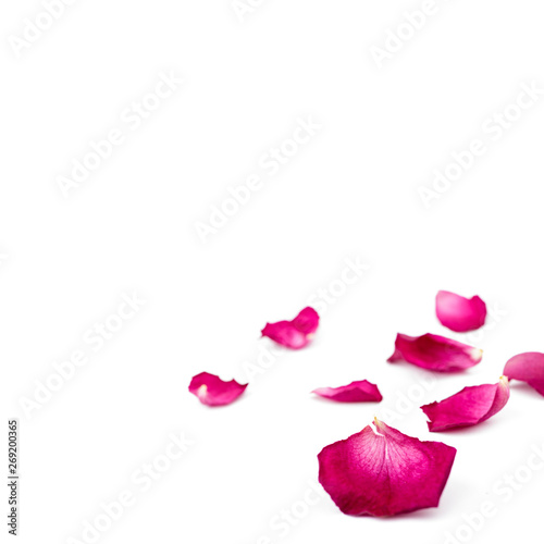 Red rose petals isolated on white. Macro.