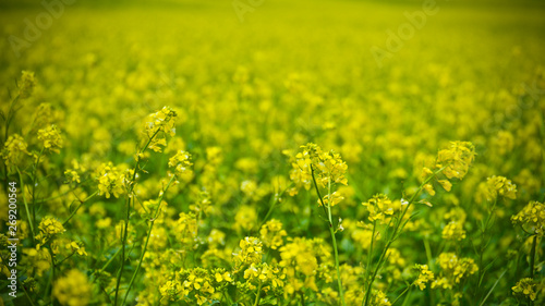 yellow flowering crop that blooms in the fields in spring