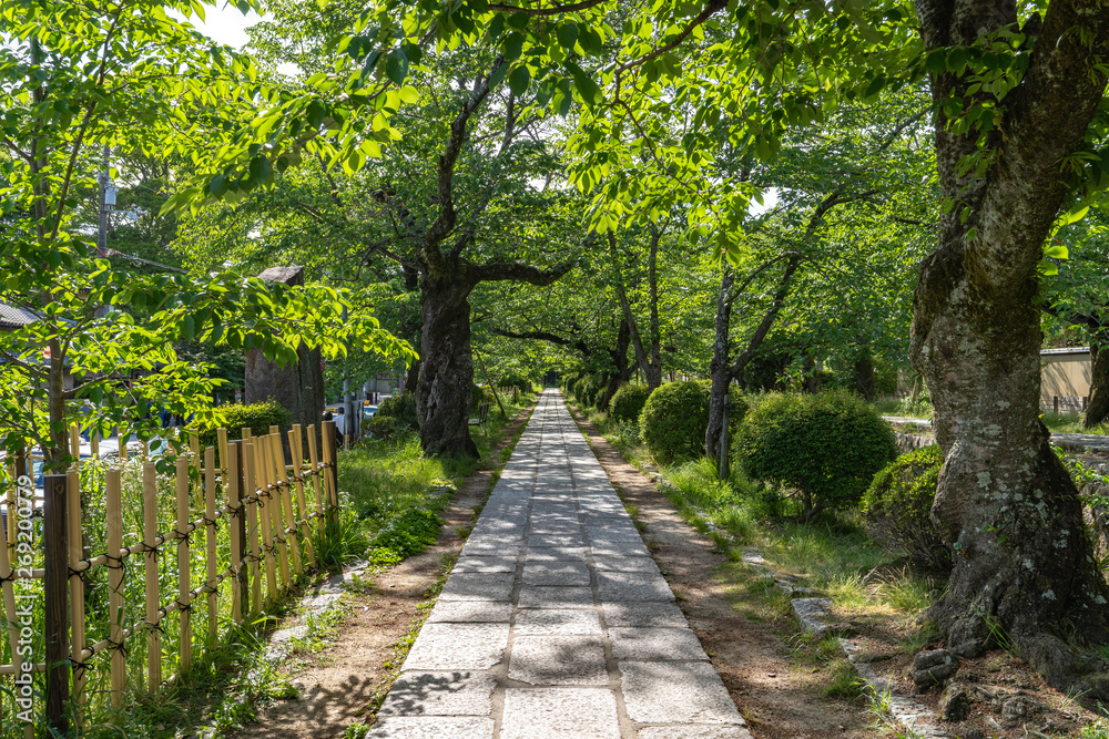 【京都】新緑の哲学の道