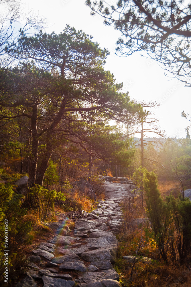 Stony path through the woods. Stony hiking trail in the mountains on sunny day. Stony path through the woods. Stony hiking trail in the mountains on sunny day.