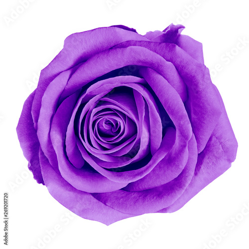 flower purple rose isolated on white background  with clipping path. Close-up. Nature.