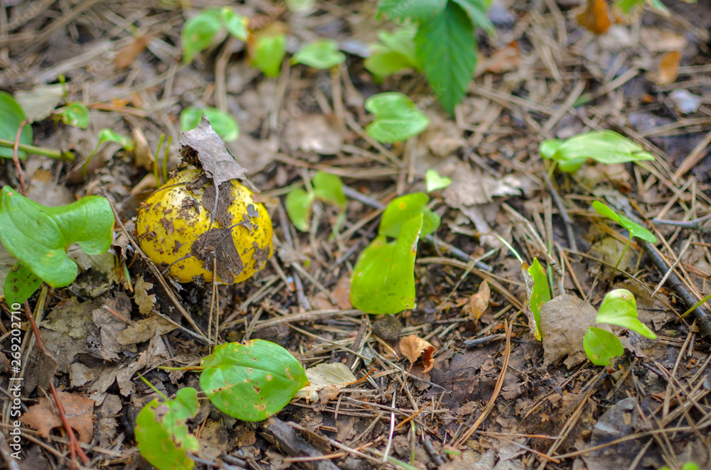 One wild edible yellow mushroom in the forest closeup One wild edible yellow mushroom in the forest closeup