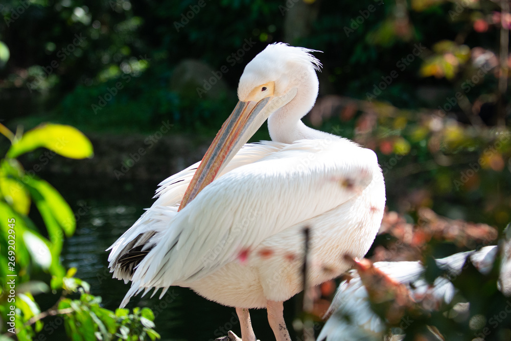 Pelican using its beak to preen its feathers in the sun Pelican using its beak to preen its feathers in the sun
