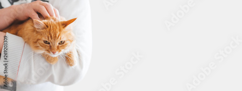 Cute ginger cat is sitting on man's hands and staring at camera. Symbol of fluffy pet adoption. Copy space. photo