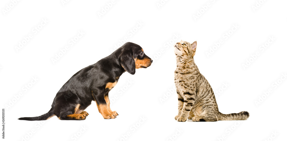 Cute puppy breed Slovakian Hound and curious cat Scottish Straight sitting together isolated on white background