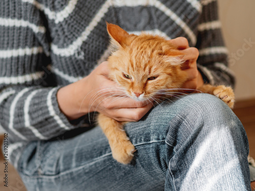 Cute ginger cat dozing on woman knees. Woman in jeans stroking her fluffy pet. Cozy home.