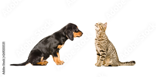 Cute puppy breed Slovakian Hound and curious cat Scottish Straight sitting together isolated on white background