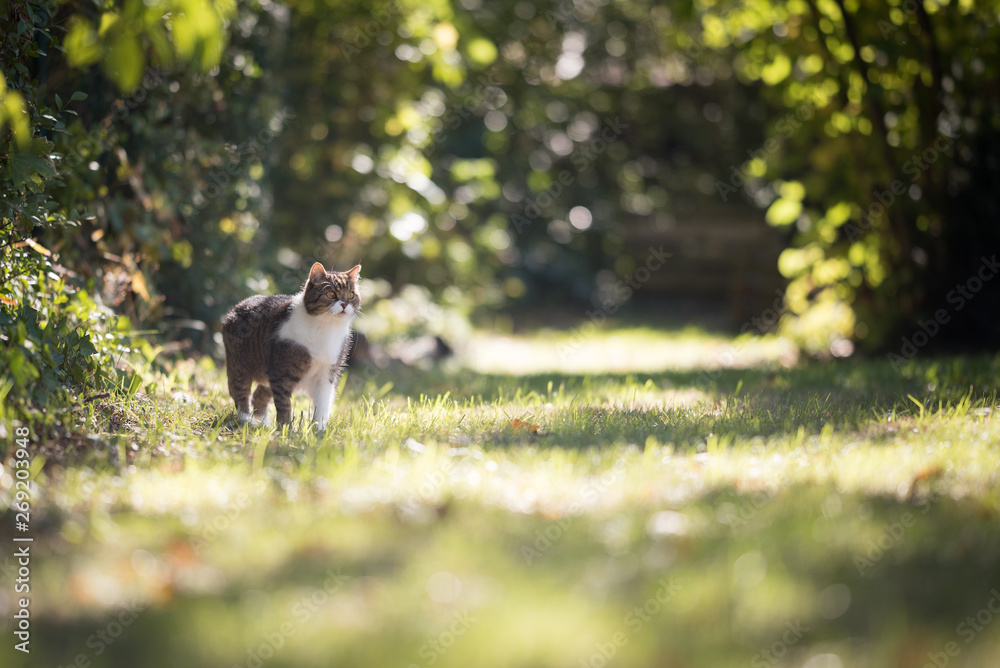 tabby white british shorthair cat standing in the sunny garden observing the area