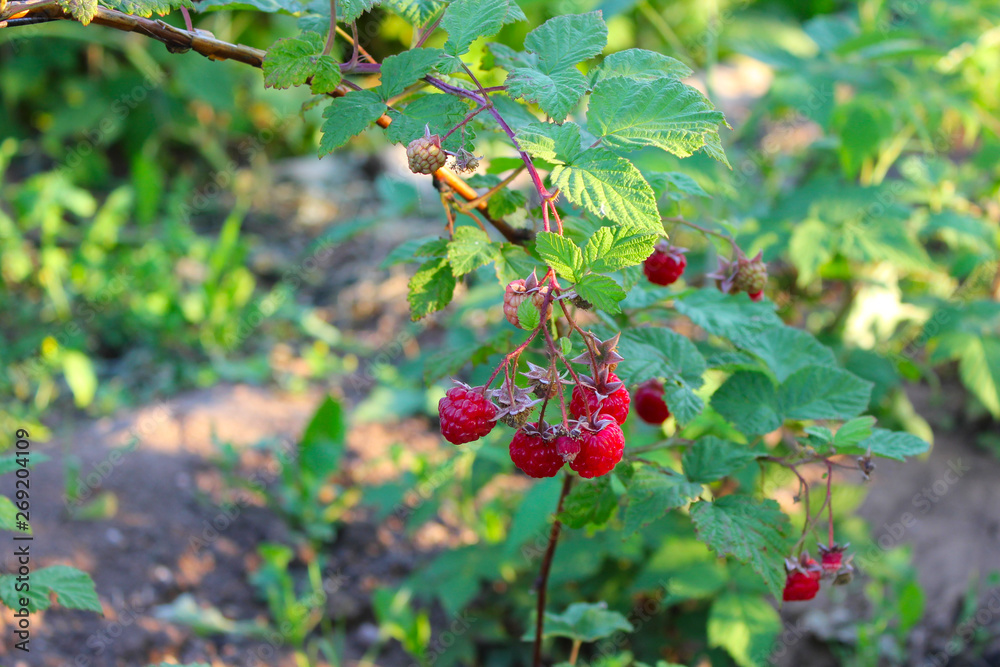 branch of ripe raspberries hanging in the garden branch of ripe raspberries hanging in the garden