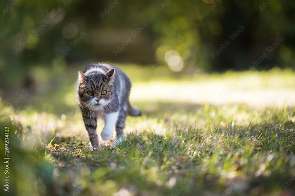 front view of a tabby white british shorthair cat walking over the lawn in the sunny back yard