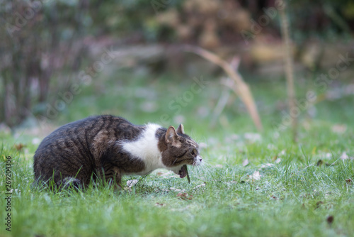 side view of a tabby white british shorthair cat vomit in back yard on lawn photo