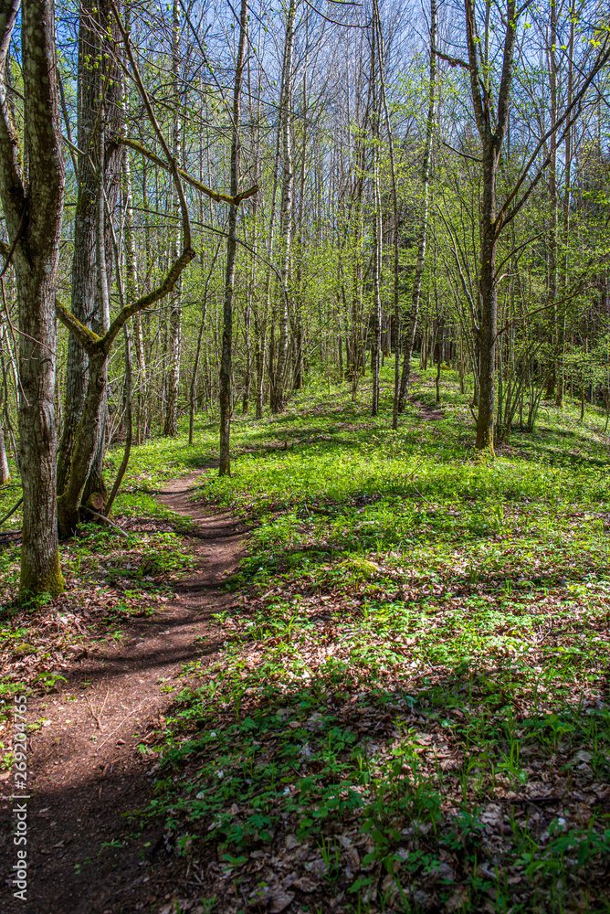 Obraz premium green moss on forestbed in mixed tree forest with tree trunks and green grass