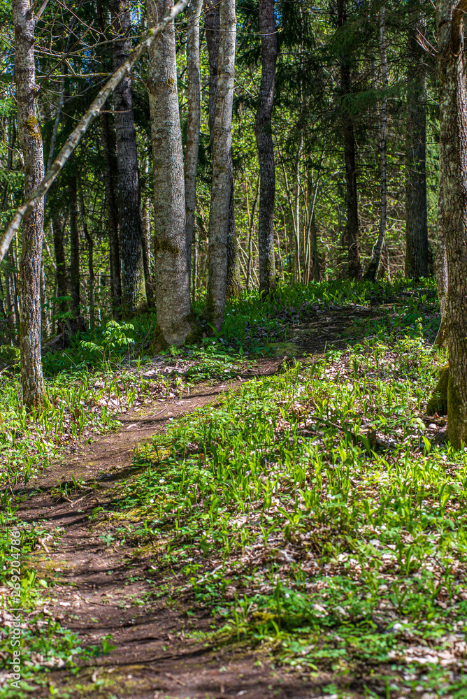 green moss on forestbed in mixed tree forest with tree trunks and green grass green moss on forestbed in mixed tree forest with tree trunks and green grass