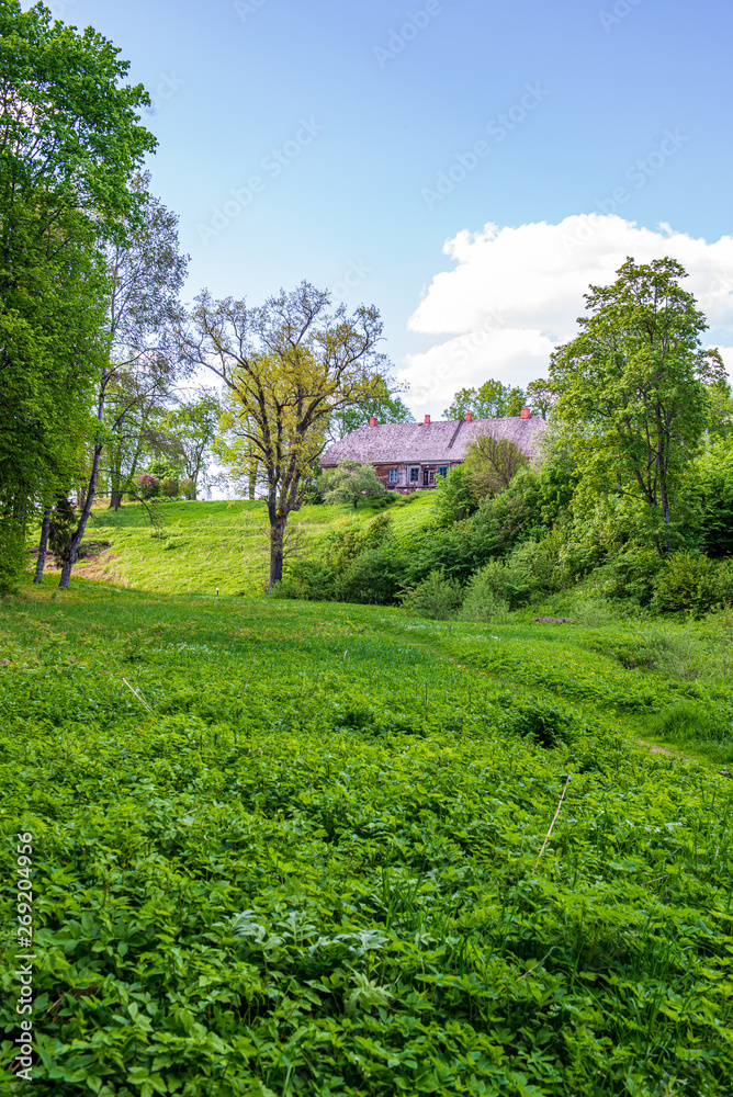 green moss on forestbed in mixed tree forest with tree trunks and green grass