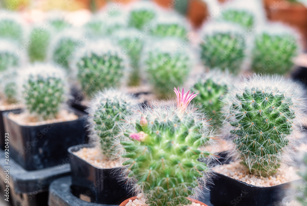 Cactus, Cactus thorns, Close up thorns of cactus, Cactus Background Cactus, Cactus thorns, Close up thorns of cactus, Cactus Background