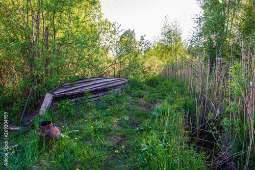 green moss on forestbed in mixed tree forest with tree trunks and green grass photo