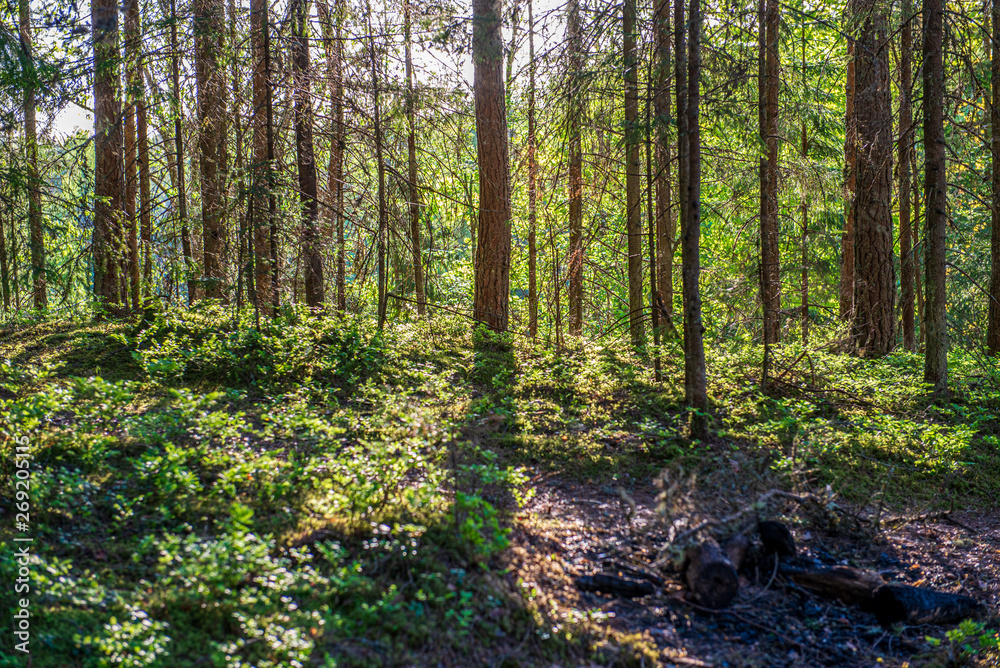 green moss on forestbed in mixed tree forest with tree trunks and green grass green moss on forestbed in mixed tree forest with tree trunks and green grass