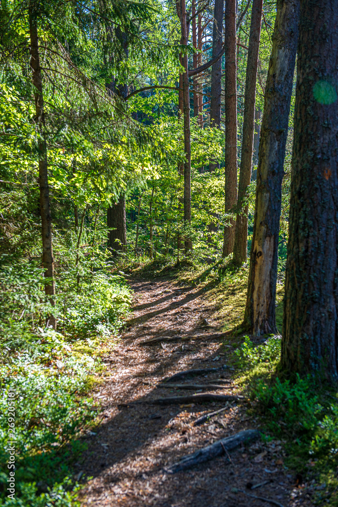 green moss on forestbed in mixed tree forest with tree trunks and green grass green moss on forestbed in mixed tree forest with tree trunks and green grass