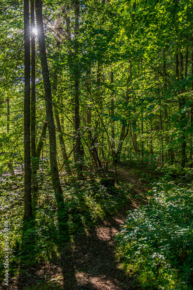 Fototapeta premium green moss on forestbed in mixed tree forest with tree trunks and green grass