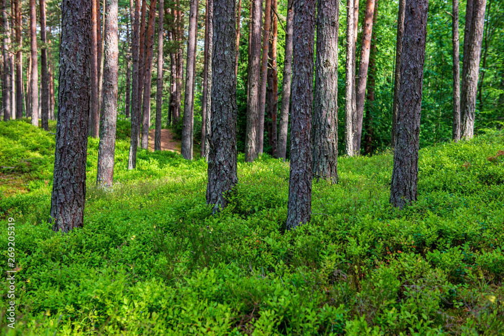 green moss on forestbed in mixed tree forest with tree trunks and green grass green moss on forestbed in mixed tree forest with tree trunks and green grass