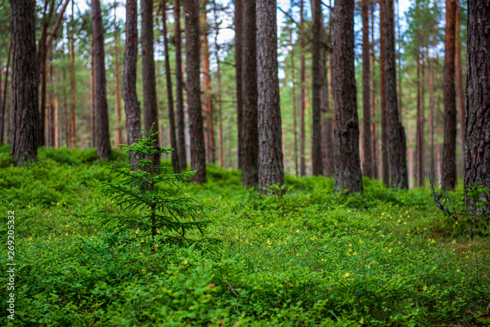 green moss on forestbed in mixed tree forest with tree trunks and green grass green moss on forestbed in mixed tree forest with tree trunks and green grass