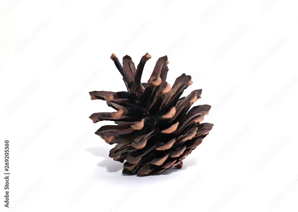 pine cone pine cone