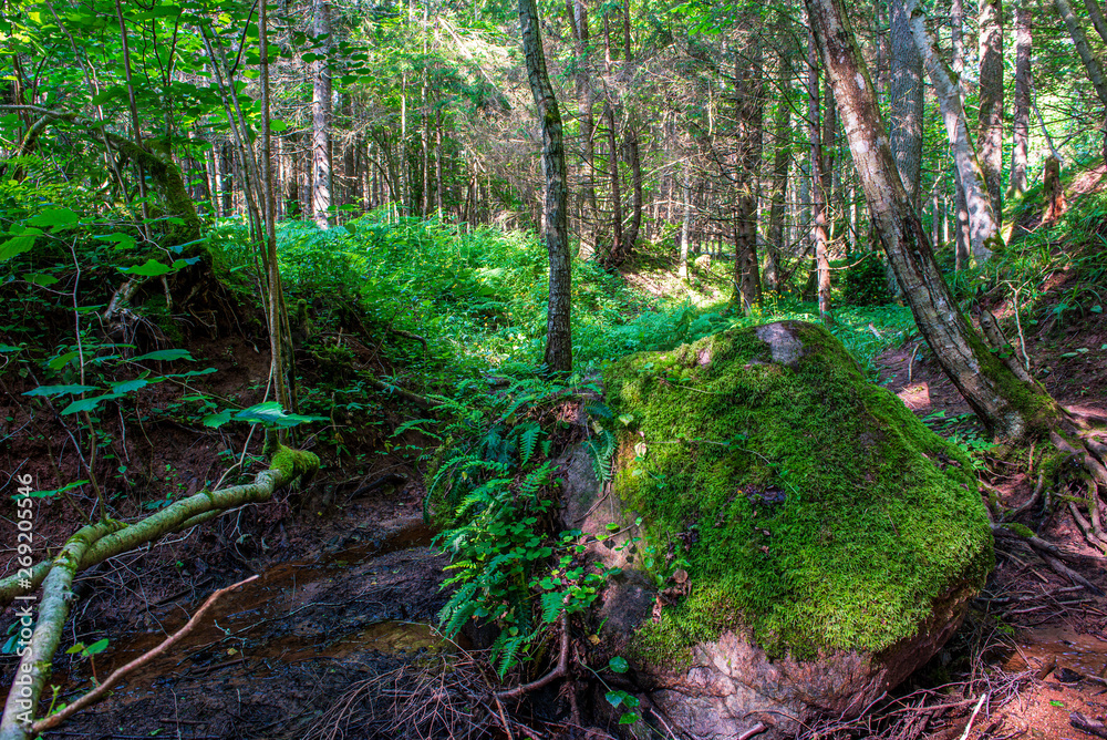green moss on forestbed in mixed tree forest with tree trunks and green grass green moss on forestbed in mixed tree forest with tree trunks and green grass