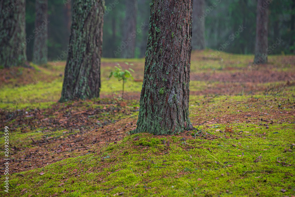 green moss on forestbed in mixed tree forest with tree trunks and green grass green moss on forestbed in mixed tree forest with tree trunks and green grass