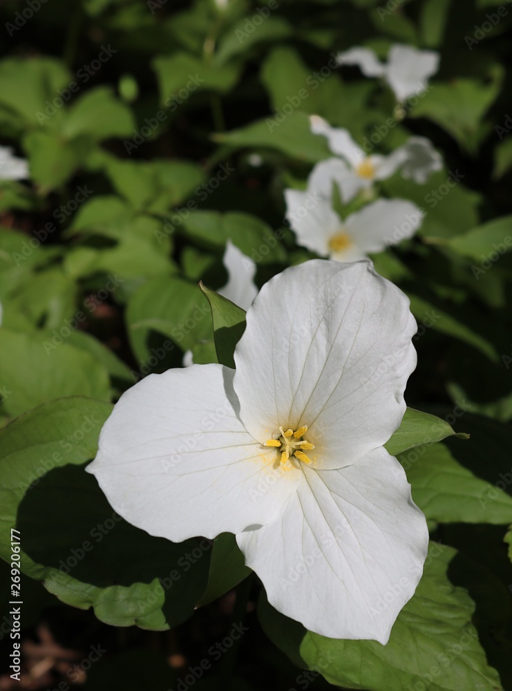 Close-up of white Trillium plant the official flower of Ohio and Ontario with blurred blooms behind Close-up of white Trillium plant the official flower of Ohio and Ontario with blurred blooms behind